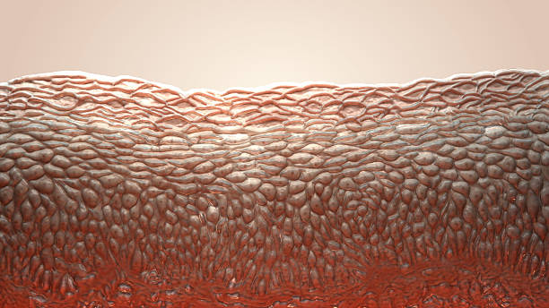 skin cells 3d living cells human skin stock pictures, royalty-free photos & images