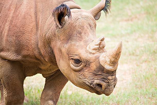 istock rhinoceros enjoying on green grassy meadow 624108604