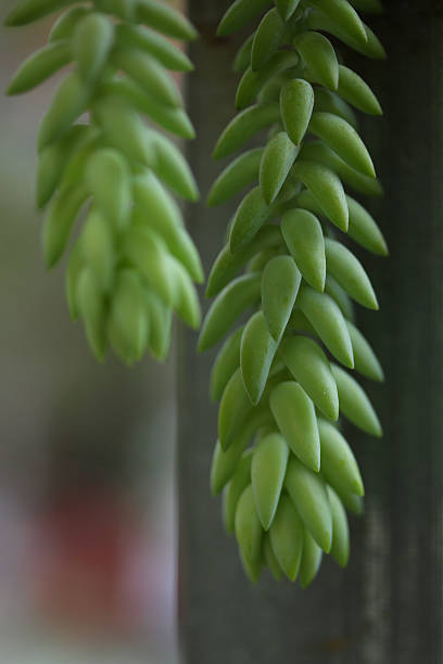 istock Sedum morganianum (donkey tail or burro's tail) 624108948