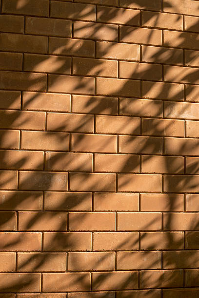 istock beautiful shadow drop of a leave and branch 624110208