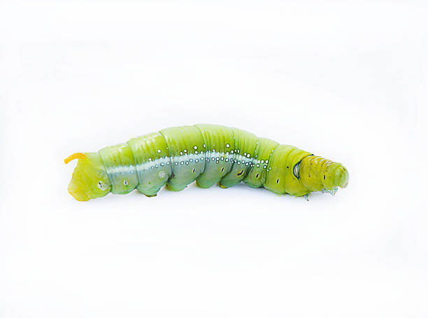 istock The green worm on white background ,The green caterpillars, Cate 624110392