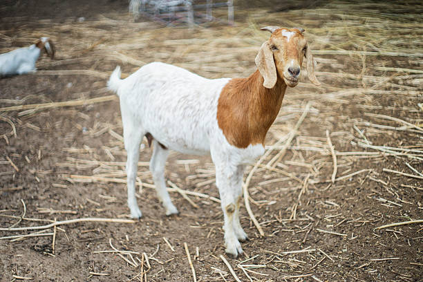 istock portrait of goat on a ground field ,selective focus 624110912