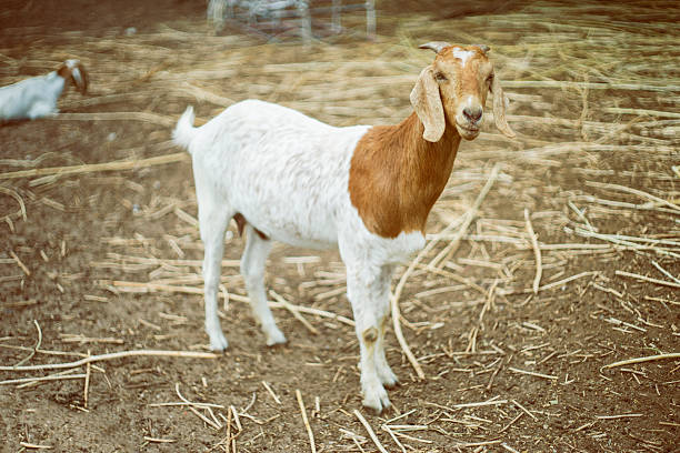 istock portrait of goat on a ground field 624110938