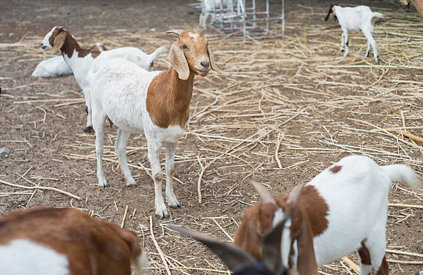 istock portrait of goat on a ground field ,selective focus 624110966