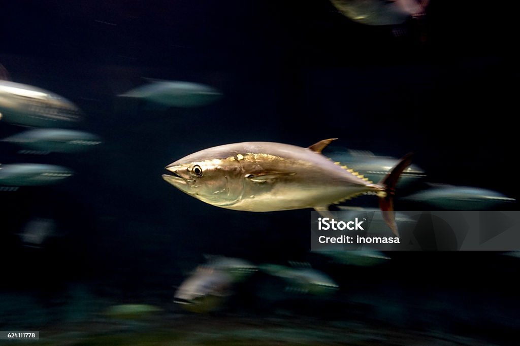 Tuna Shot in Tokyo ,Japan. Animals In The Wild Stock Photo