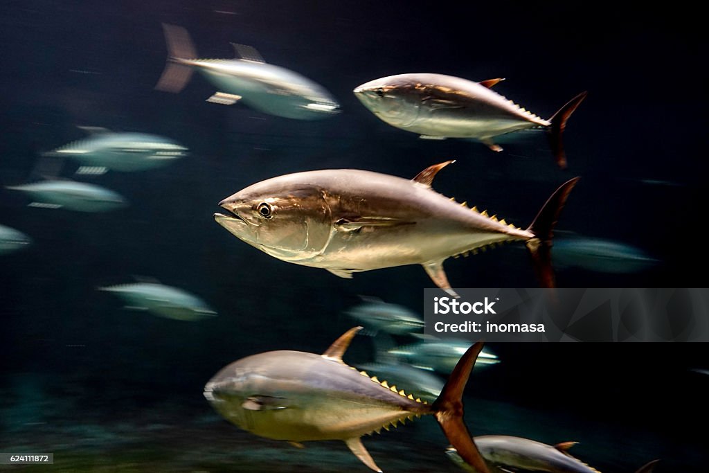 Tuna Shot in Tokyo ,Japan. Bluefin Tuna Stock Photo