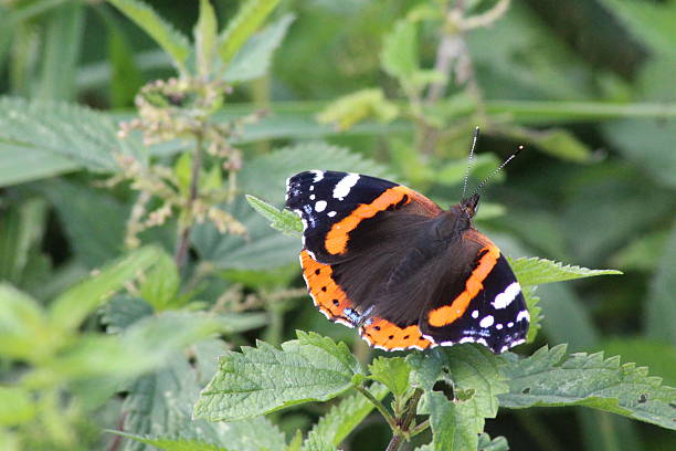istock Red Admiral butterfly -Vanessa atalanta. 624114776