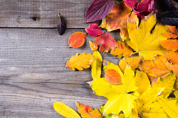 istock Abstract background of colourful autumn leaves 624114816