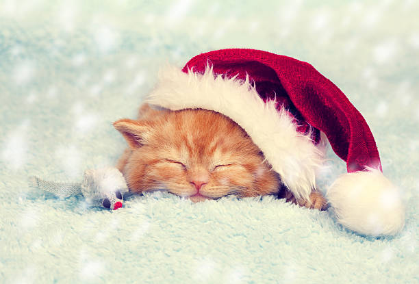 istock Little red kitten wearing Santa hat sleeping on a blanket 624114916