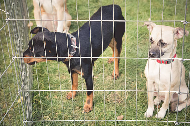 istock Shelter Dogs In Wire Cage Kennel 624115500