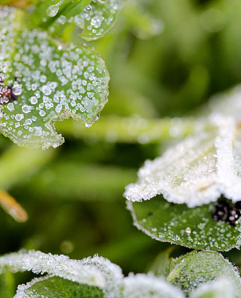 istock november morning frost on a plants 624115706