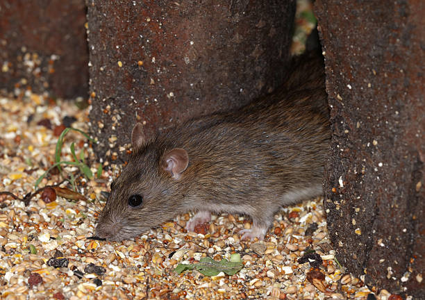 istock Close up of a young wild Brown Rat 624116114