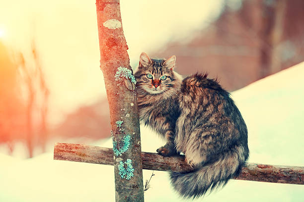 istock Siberian cat sitting on a fence 624116480