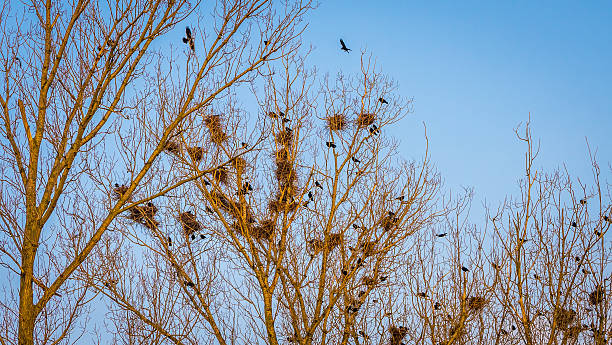 black crows black crows crows nest stock pictures, royalty-free photos & images