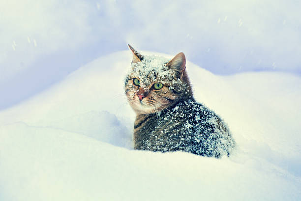 istock Portrait of gray cat siting in snow 624117352