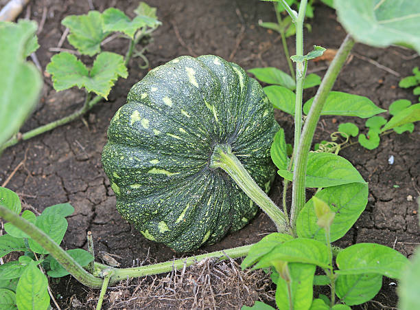 istock Pumpkin growing in the garden during the summer. 624117796