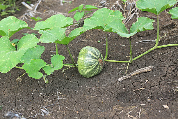 istock Pumpkin growing in the garden during the summer. 624118440