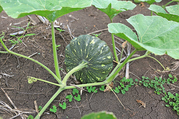 istock Pumpkin growing in the garden during the summer. 624124146