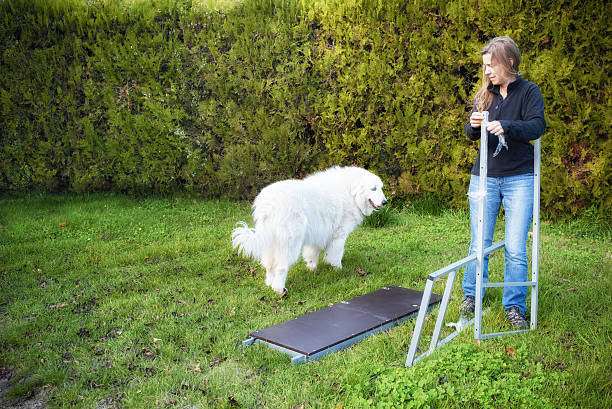 istock Woman erecting scaffolding, with dog 624124330