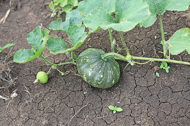 istock Pumpkin growing in the garden during the summer. 624124418