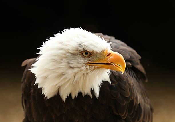 istock Portrait up of a Bald Eagle 624124502