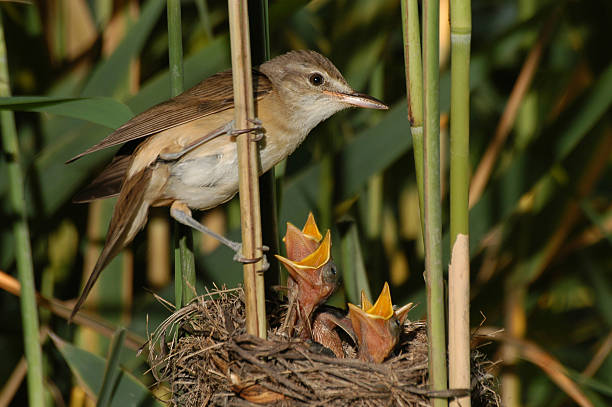 istock Great reed warbler ( Acrocephalus arundinaceus)at the nest 624124888