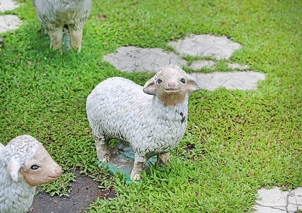 A Sheep against white background