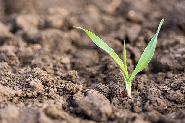 istock Young Wheat Sprouts Growing in the Field Close Up 624125986