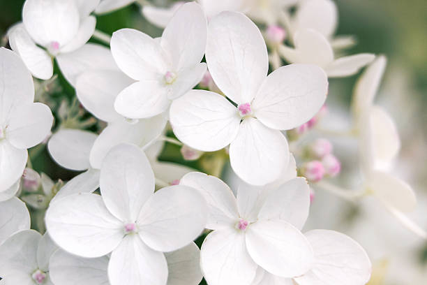 istock close up of white hydrangea flower 624126102