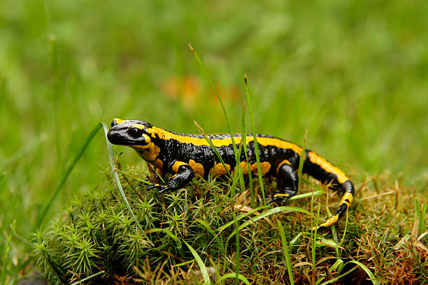 fire salamander stock photo