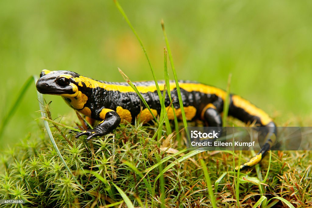 fire salamander Lurch Fire Salamander Stock Photo
