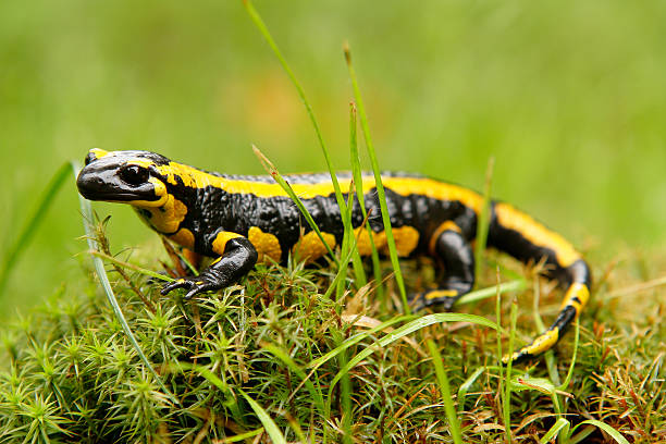 fire salamander Lurch odenwald photos stock pictures, royalty-free photos & images