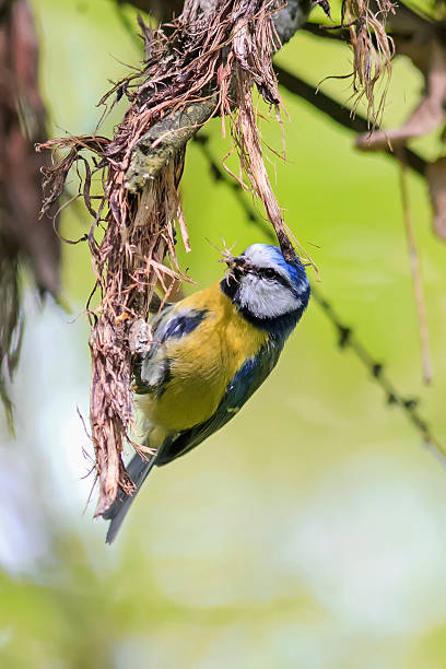 istock bird blue tit sitting of a spider in its beak 624127402