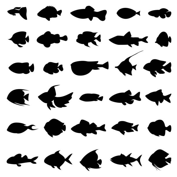 Fish vector silhouettes black on white Fish vector silhouettes black on white. Set of marine animals in monochrome style illustration fish silhouettes stock illustrations