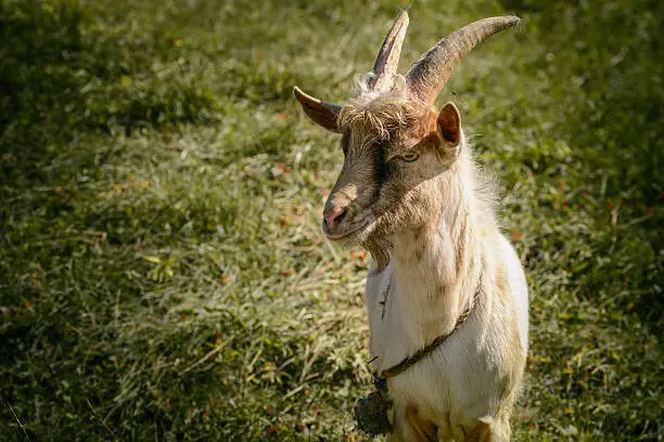 Nanny-goat on a pasture