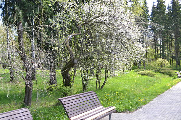 blooming tree in the garden