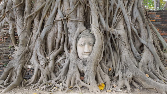 ZI Head of Buddha at Wat Mahathat temple, Ayutthaya, Thailand