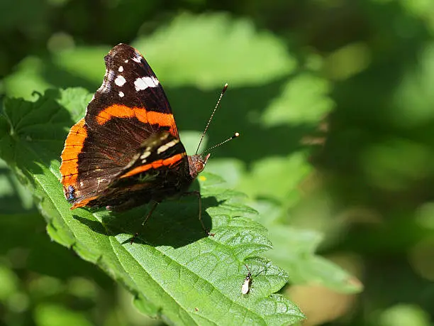 Photo of Admiral butterfly resting on nettle