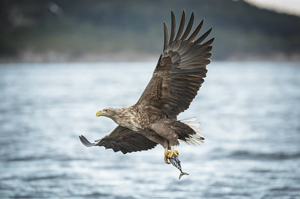 흰 꼬리 독수리 는 석탄 물고기를 캐리징 - white tailed eagle sea eagle eagle sea 뉴스 사진 이미지