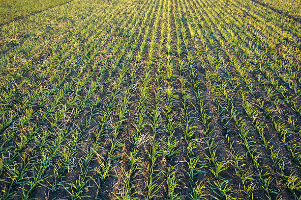istock Field of winter crops at autumn evening 624140472
