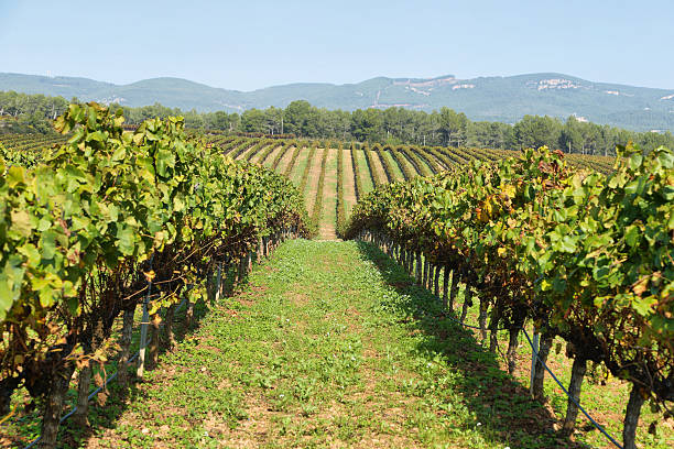 istock Landscape with autumn vineyards and farms 624141012