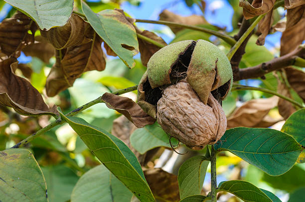 Close-up of Ripening Walnuts on Tree Close-up of ready for harvesting walnuts (Juglans) breaking out of their protective husk. walnut grove stock pictures, royalty-free photos & images