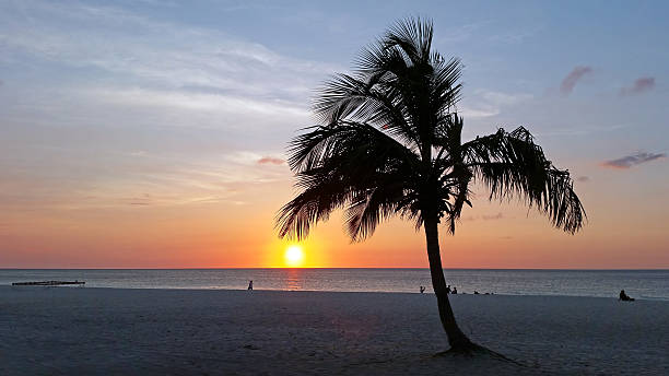 istock Palm tree on the beach on Aruba island at sunset 624141614