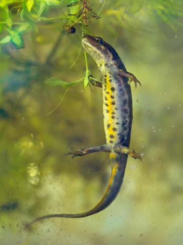 female newt lissotriton vulgaris swimming in water
