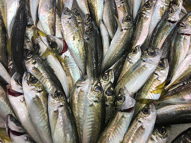 Mackerel Fish Fishes on a market stall fish dead dead body dead animal stock pictures, royalty-free photos & images