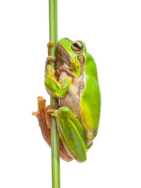istock European Tree frog holding on to stick 624155858
