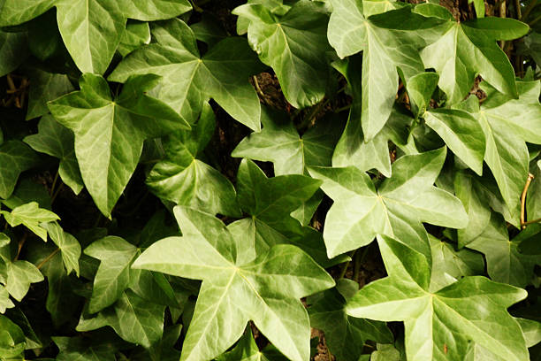 istock English Ivy Close Up 624157090