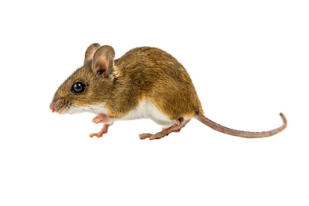 mysz walking field na białym tle - mouse rodent animal field mouse zdjęcia i obrazy z banku zdjęć
