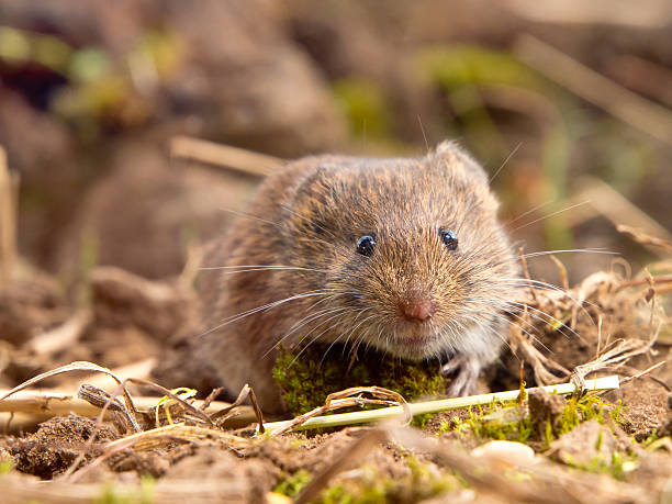 istock Common Vole (Microtus arvalis) in natural habitat 624157434