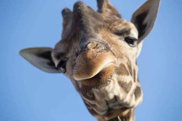 istock Close up portrait of cute giraffe 624157572